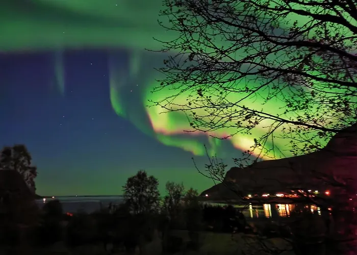 Midnight Sun And Nature Daire